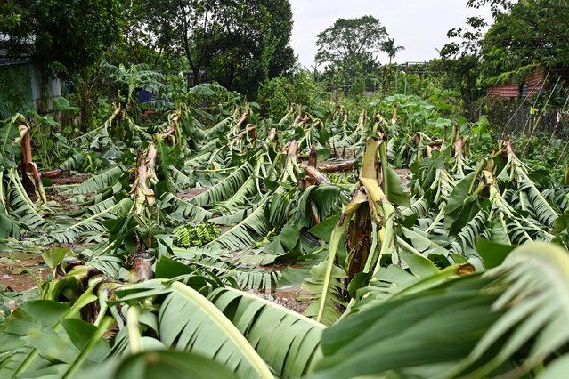 This picture shows fallen banana trees in a field in Hanoi on September 10, 2024, a few days after Typhoon Yagi swept through northern Vietnam. Emergency workers raced to evacuate thousands of people from severe floods after Typhoon Yagi swept through northern Vietnam, killing 63 people and leaving 40 others missing. (Photo by Nhac Nguyen/AFP Photo)