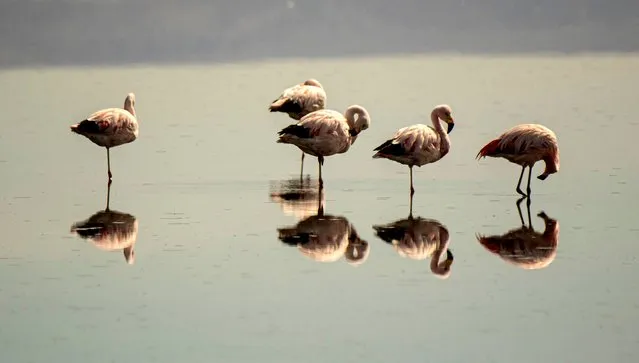 Chilean flamingos are seen in the Chaxa Lake at the Salt Flat of Atacama, Los Flamencos national reserve, in San Pedro de Atacama, Chile, on May 18, 2022. (Photo by Martin Bernetti/AFP Photo)