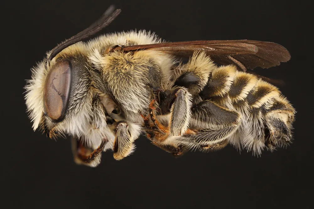 Some Photos: Bees
