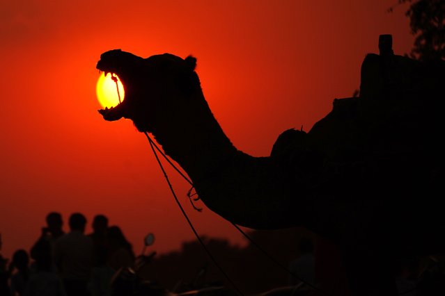 A camel yawns at sunset in the desert of Pushkar, located in the Indian state of Rajasthan, on October 19, 2024. (Photo by Himanshu Sharma/Anadolu via Getty Images)