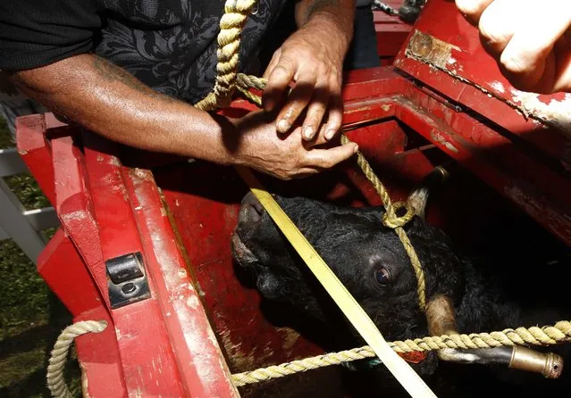Portuguese-Canadian men fasten brass fittings onto the horns of a fighting bull, held briefly in a wooden crate before being set loose into the ring, during an Azorean “tourada a corda” (bullfight by rope) in Brampton, Ontario August 15, 2015. (Photo by Chris Helgren/Reuters)