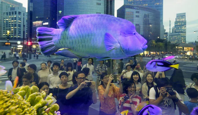 Pedestrians take pictures of a Humphead wrasse also know as Napoleon fish, one-meter long, and other fish, at an aquarium displayed in central Tokyo, Japan, August 1, 2014. About 1,000 fishes of 25 species from Japanese southwestern islands of Kerama, near Okinawa Island, are on display. (Photo by Kimimasa Mayama/EPA)