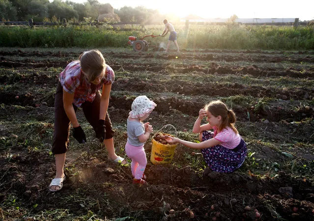 Villagers gather potatoes in a field in the village of Pogost, Belarus, August 15, 2017. (Photo by Vasily Fedosenko/Reuters)