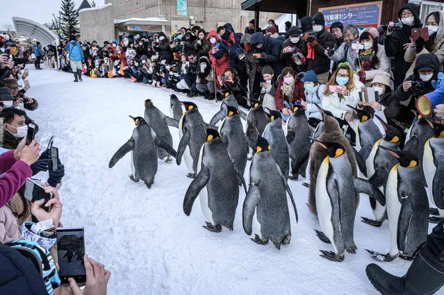This photo taken on February 7, 2020 shows king penguins walking on snow at the Asahiyama zoo in Asahikawa, northern Japan. (Photo by Yasuyoshi Chiba/AFP Photo)