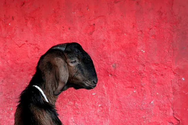 A goat for sale for the upcoming Muslim Eid Al-Adha holiday in Jakarta, Indonesia August 30, 2017. (Photo by Reuters/Beawiharta)