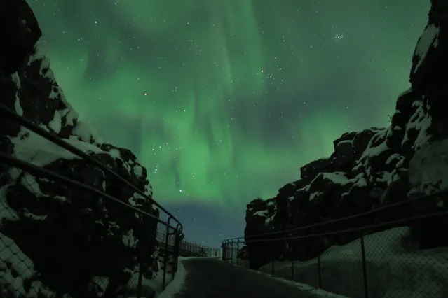 The northern lights pictured over the national park in Thingvellir, Iceland on January 15, 2016. (Photo by Vidir Bjornsson/Rex Features/Shutterstock)