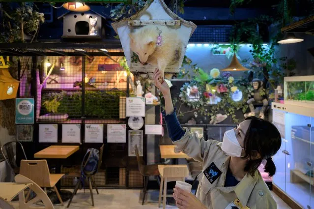 In a photo taken on April 2, 2020 a staff member feeds a raccoon at the Table A Raccoon Cafe in Seoul. Business has been devastated by the coronavirus outbreak, with South Koreans staying at home under social distancing guidelines, and tourism disappearing. But unlike other firms, animal cafes have to stay open so that staff can look after their stock. (Photo by Ed Jones/AFP Photo)