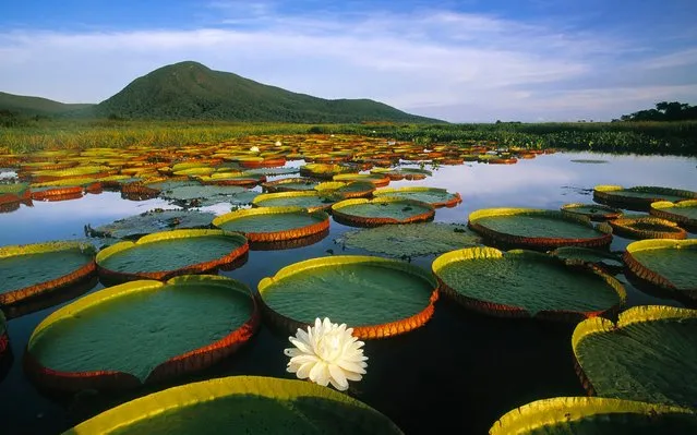 Victoria amazonica