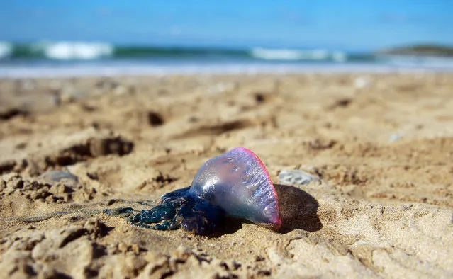 A Portuguese man o’ war washed up on Fistral beach in Cornwall, England on September 17, 2017. (Photo by Graham Stone/Rex Features/Shutterstock)