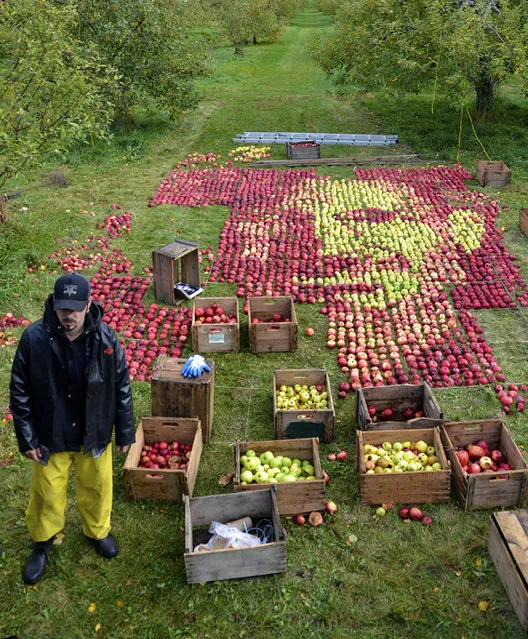 Portrait Of Steve Jobs Made With Apples