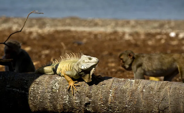 In this Wednesday, October 4, 2017 photo, an iguana sunbathes as monkeys walk behind on Cayo Santiago, known as Monkey Island, in Puerto Rico, one of the world’s most important sites for research into how primates think, socialize and evolve. In 1938, man known as the father of American primate science, Clarence Ray Carpenter, wanted a place with the perfect mix of isolation and free range, where the monkeys could be studied living much as they do in nature without the difficulties of tracking them through the wild. (Photo by Ramon Espinosa/AP Photo)