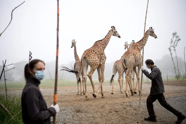 A care worker wearing protective gloves and mask takes care of giraffes at the zoologic park “Planete Sauvage” in Saint-Pere-en-Retz, outside Nantes, on May 6, 2020, on the 51st day of a lockdown in France aimed at curbing the spread of the COVID-19 pandemic, the novel coronavirus. (Photo by Loic Venance/AFP Photo)