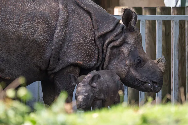 A great one-horned rhino baby explores the outdoor areas with his mother Rapti in the  Hellabrunn Zoo in Munich, Germany, 9 September 2015. The rhino baby was born 31 August 2015 and was presented to the public for the first time. (Photo by Matthias Balk/DPA via ZUMA Press)
