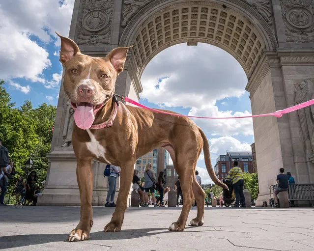 Happy Pit Bull mix enjoying a sunny day Washington Square Park, NYC. (Photo by Mark McQueen/Caters News Agency)