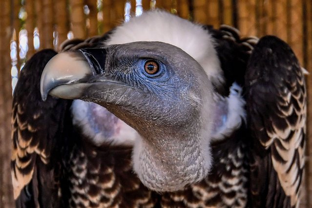 A Ruepell's griffon vulture (Gyps rueppelli) perches on a branch at a bird sanctuary where it is prepared for release after receiving care by volunteers from Tunisia's Wildlife Association (ATVS) in Sidi Thabet in Ariana province on February 22, 2025. (Photo by Fethi Belaid/AFP Photo)