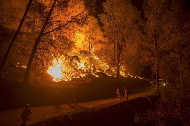 Firefighters set a backfire while battling the Butte fire near San Andreas, California September 12, 2015. (Photo by Noah Berger/Reuters)