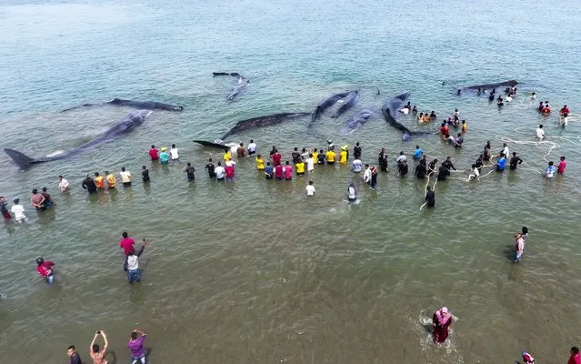 This general picture taken by a drone camera shows Indonesian officers from Nature Conservation Agency (BKSDA) and environmental activists trying to refloat nine stranded sperm whales in Aceh Besar on November 13, 2017. (Photo by Chaideer Mahyuddin/AFP Photo)