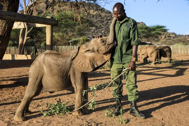 An Elephant keeper (R) plays with rescued elephant calves, separated with their mothers or orphaned, at the Reteti Elephant Sanctuary, in Samburu, Kenya, 12 October 2022. Reteti sanctuary, which is under the Namunyak Community Conservancy, is said to be home to Kenya’s second largest elephant population. The sanctuary continues to be strained by the overwhelming rescues they need to do, due to the increasing numbers of orphaned or separated elephant calves as a direct results of the ongoing drought in East Africa. The worst drought in 40 years is now threatening the wildlife and conservation efforts in the region, as it continues to dry their pastures and water points causing a threat to an increase in human wildlife conflict. Millions of people are on the verge of starvation as families struggle to put food on the table as they experience severe drought combined with food shortages caused by the ongoing conflict in Ukraine. (Photo by Daniel Irungu/EPA/EFE)