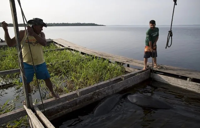 Veterinarian William Guerra Neto (R) and an assistant take measurements of two Amazonian manatees who are being rehabilitated after sustaining injuries from hunting and fishing nets at the Center of Amazonian Manatees at Amana Lake in Maraa, Amazonas state, Brazil, September 21, 2015. (Photo by Bruno Kelly/Reuters)