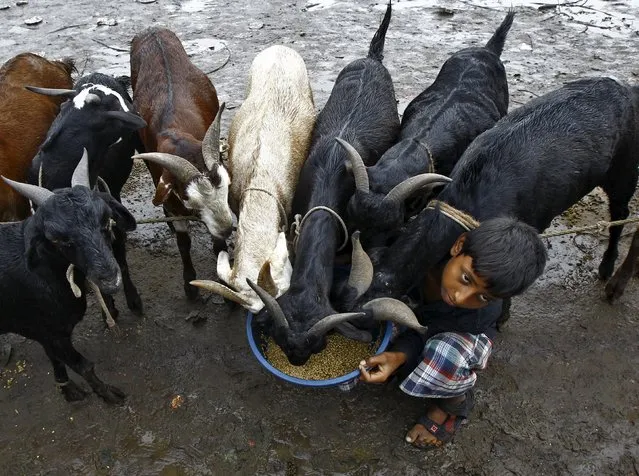 A boy feeds his goats as he waits for customers at a livestock market on the eve of the Eid al-Adha festival in Kolkata, India, September 24, 2015. (Photo by Rupak De Chowdhuri/Reuters)