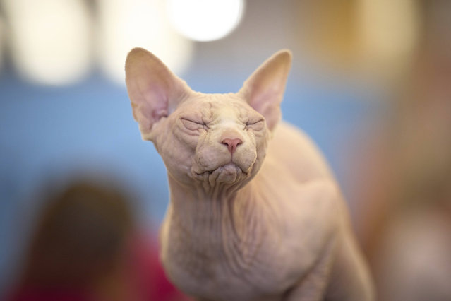 Bismarck the Sphinx closes its eyes while being examined by a judge during an international feline beauty competition in Bucharest, Romania, Saturday, May 10, 2025. (Photo by Vadim Ghirda/AP Photo)