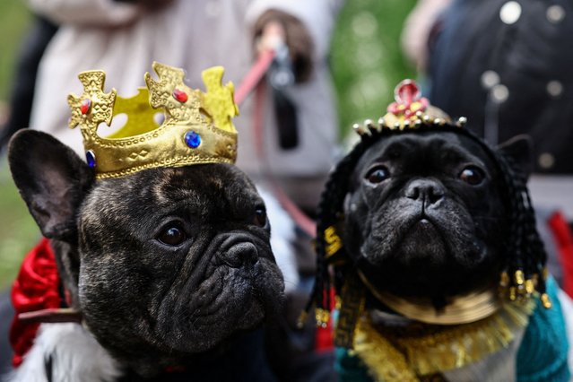 Dog dressed in costumes participate in a parade of French Bulldogs in Moscow, Russia on April 27, 2025. (Photo by Evgenia Novozhenina/Reuters)