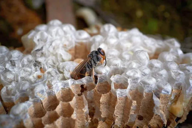 A newborn Asian hornet is pictured in the nest after being destroyed by a pests exterminator it in Viveiro, northwestern Spain, on August 10, 2022. The Asian hornet, or vespa velutina nigrithorax, is considered a “public enemy” in Spain and other European countries where it devours native bees and, experts say, threatens biodiversity. (Photo by Miguel Riopa/AFP Photo)