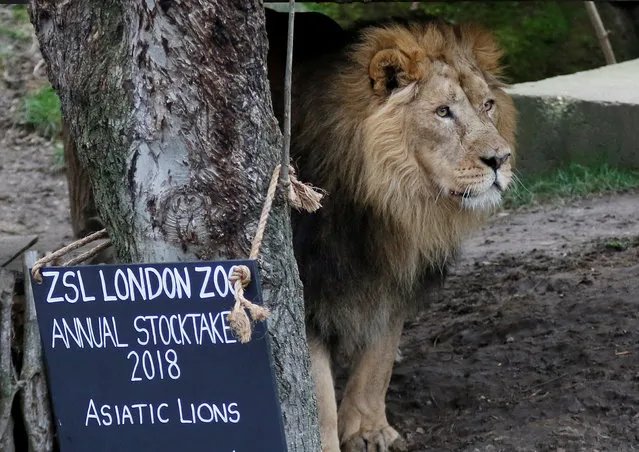 A lion looks on during the Annual Stocktake at ZSL London Zoo in London, Britain February 7, 2018. (Photo by Tom Jacobs/Reuters)