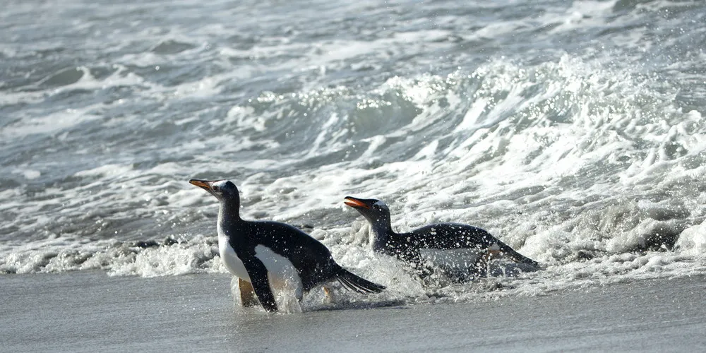 Surfing Penguins