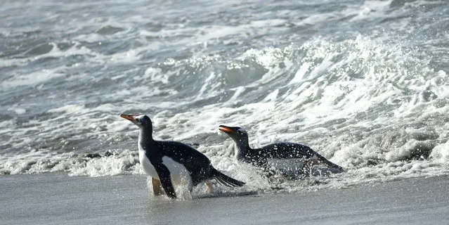 A lone penguin balancing cooly on a single foot as it catches a wave. (Photo by Shanu Subra/Solent News/SIPA Press)