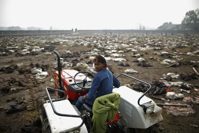 A man sits in a tractor to load the sacrificed buffalos a day after the sacrificial ceremony of the “Gadhimai Mela” festival held in Bariyapur November 29, 2014. (Photo by Navesh Chitrakar/Reuters)