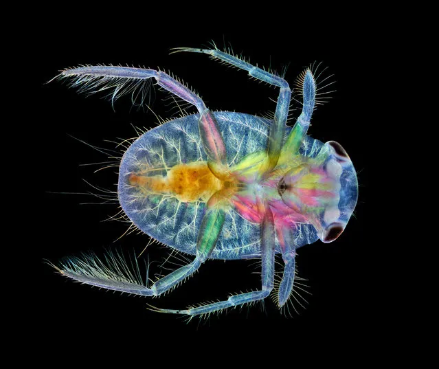 17th Place. Ventral view of an immature water boatman. Darkfield, Image Stacking, Polarised Light 4X (objective lens magnification). (Photo by Anne Algar/Nikon Small World Photomicrography 2020)
