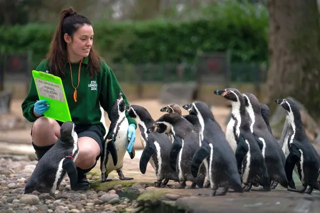 A zoo keeper counts Humboldt penguins during the annual stocktake at ZSL London Zoo in central London on Tuesday, January 4, 2022. (Photo by Aaron Chown/PA Images via Getty Images)