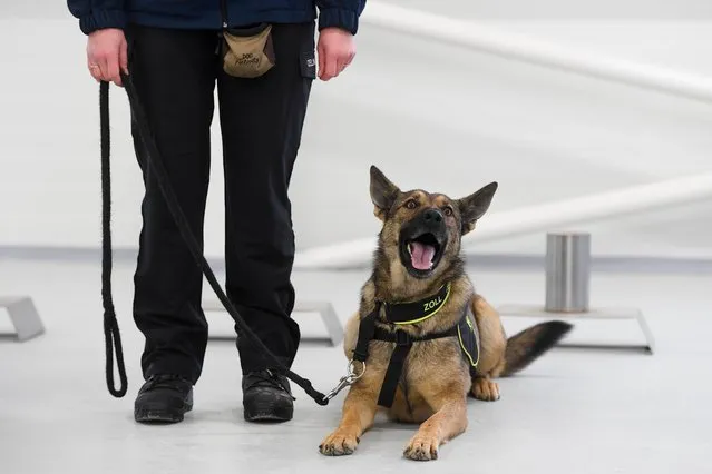 Coronavirus-sniffing (diagnostic) dogs could provide safer travel in airport and will work in senior houses in Czech Republic. The Czech customs officer present these dogs in Prague, Czech Republic, November 9, 2020. (Photo by Ondrej Deml/CTK Photo)