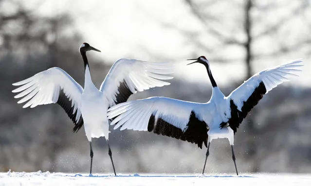 Red-crowned cranes are seen on February 9, 2023 in Tsurui, Hokkaido, Japan. (Photo by The Asahi Shimbun via Getty Images)