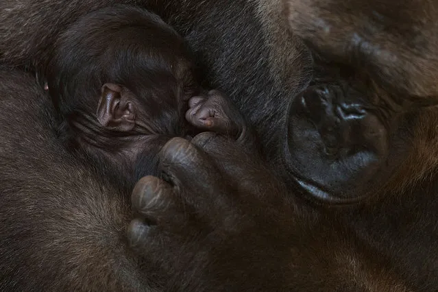 A gorilla called Buu holds its newborn baby gorilla at their enclosure at Bioparc in Fuengirola on November 13, 2020. (Photo by Jorge Guerrero/AFP Photo)