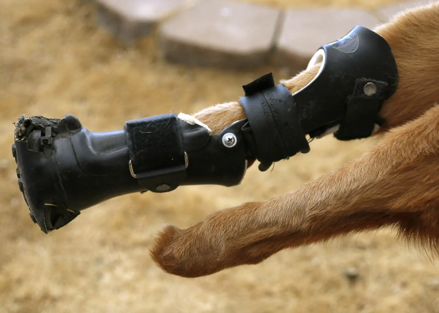 Лапа хапа фото. Бионические протезы для собак. Протезы лап животных. Протез для передних лап собаки.