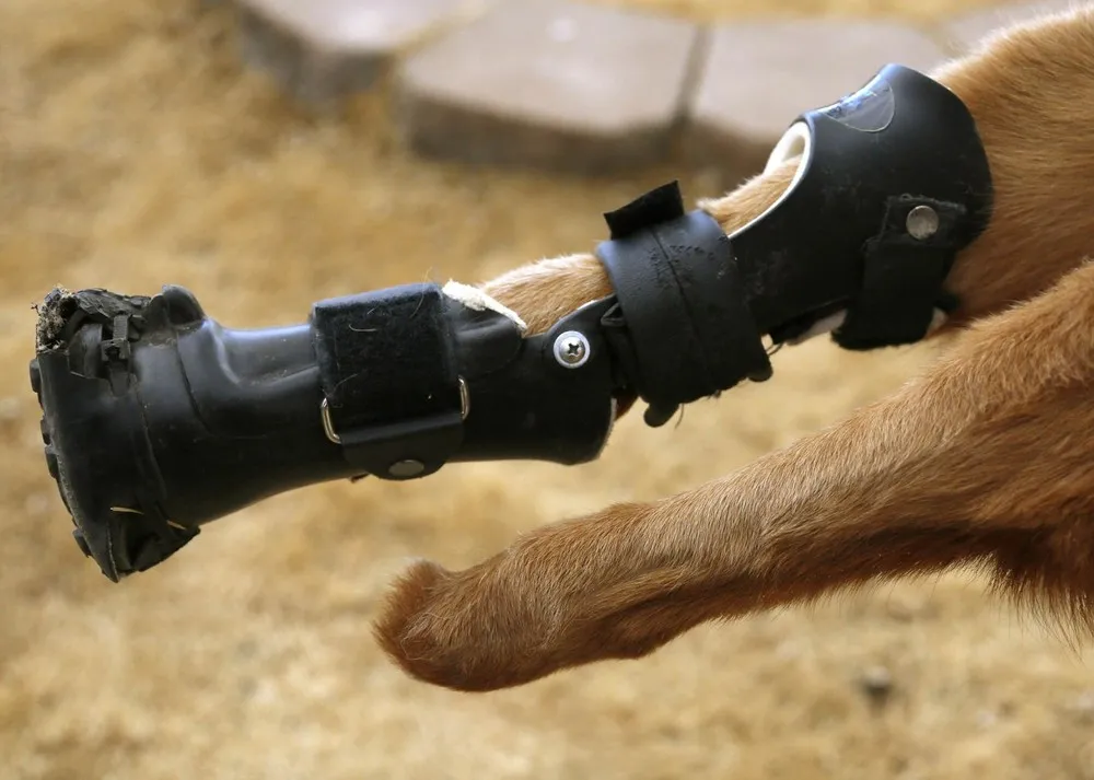 Injured Animals Keep Moving with Prosthetics