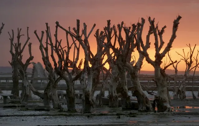 Deadwood is seen at the sunset in Epecuen Village, November 5, 2015. (Photo by Enrique Marcarian/Reuters)