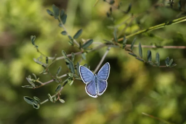 A reverdin's blue butterfly (plebejus argyrognomon) sits on flower at a wildlife sanctuary in Milovice, Czech Republic, Wednesday, July 22, 2020. (Photo by Petr David Josek/AP Photo)