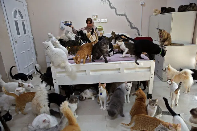 Maryam Al Balushi feeds her pets in her home Oman's capital Muscat on November 20, 2020. Despite complaints from neighbours and mounting expense, she has accumulated 480 cats and 12 dogs, describing her pets as a mood-lifter and better companions than her fellow humans. (Photo by Mohammed Mahjoub/AFP Photo)