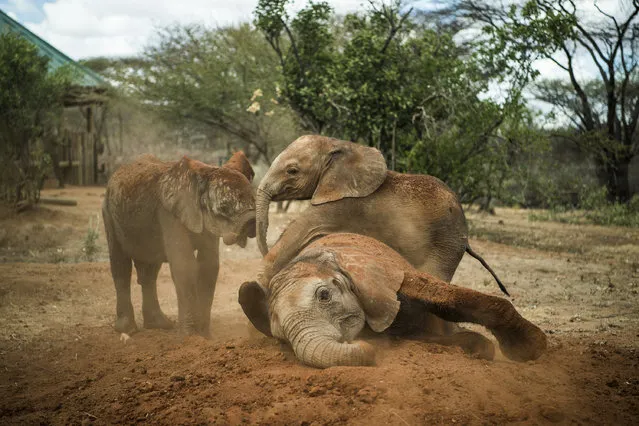 Orphaned elephant calves play at the community-owned Reteti Elephant Sanctuary in northern Kenya. (Photo by Ami Vitale/National Geographic)