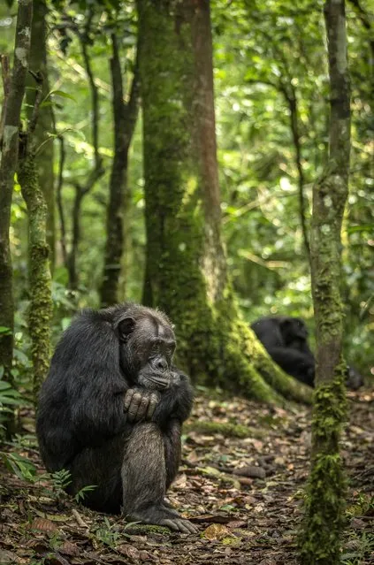 In Uganda's Kibale forest, this male chimpanzee contemplates the days activities. At over 40 years of age, he is the dominate male of his troop. The weary look in his face and eyes showcases a lifetime of trial and tribulations in this harsh yet beautiful habitat. (Photo by Chris Renshaw)