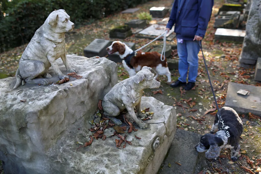 Cemetery of Dogs