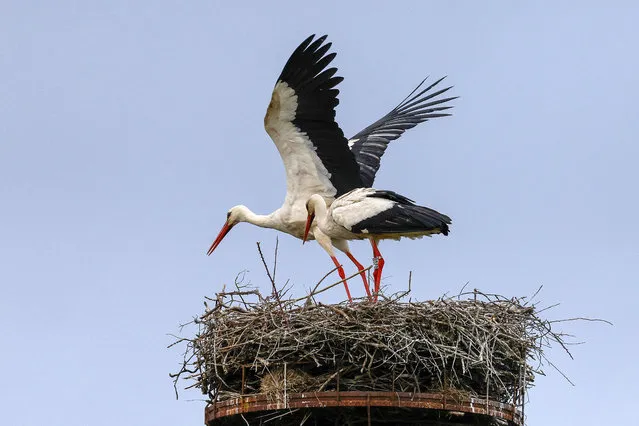 A photograph shows a stork taking off from a nest in Beauvoir-sur-Mer, western France on May 4, 2023. (Photo by Ludovic Marin/AFP Photo)