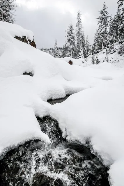 The South Yuba River runs through snow-covered rocks near Big Bend, California, December 4, 2015. (Photo by Max Whittaker/Reuters)