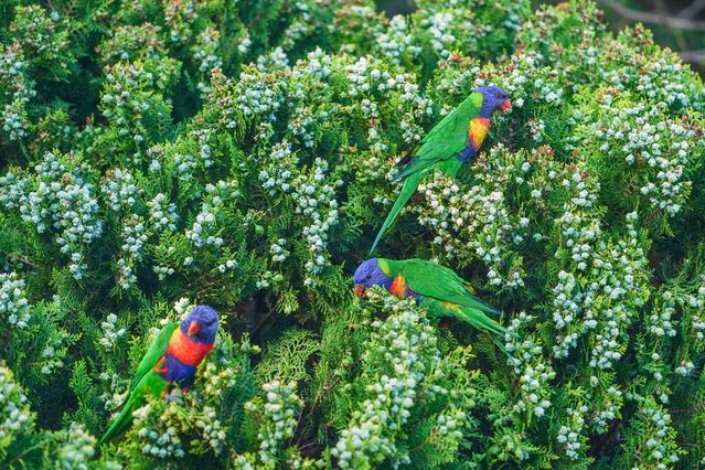 Australian rainbow lorikeets scientific name (Trichoglossus moluccanus) feeding on tree nectar in Adelaide on December 16, 2025. (Photo by Amer Ghazzaly/Rex Features/Shutterstock)