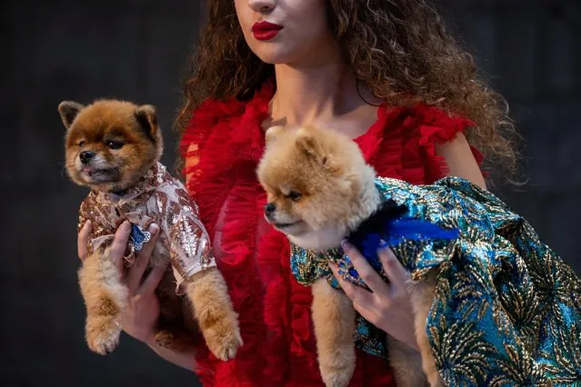 People and dogs take part in Anthony Rubio Designs Womens Wear Canine Couture show as part of New York Fashion Week in Manhattan, New York on February 12, 2021. (Photo by Adam Gray/Action Press/South West News Service)