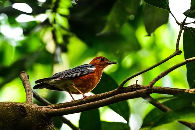 The orange-headed thrush (Geokichla citrina) is a colourful shy singing bird in the thrush family that prefers to live in the damp secluded environment of the rural bush, in the Indian Subcontinent and Southeast Asia. The species shows a preference for shady damp areas and can be quite secretive. The orange-headed thrush is omnivorous, eating a wide range of insects, earthworms, and fruit. Albeit shy by nature, this thrush demonstrated high tolerance for human presence. On a good day, the bird will make two trips to its bathing ground, mostly localized to the evening period. This photo was taken in a forest at Tehatta, West Bengal, India on June 4, 2023. (Photo by Soumyabrata Roy/NurPhoto via Getty Images)