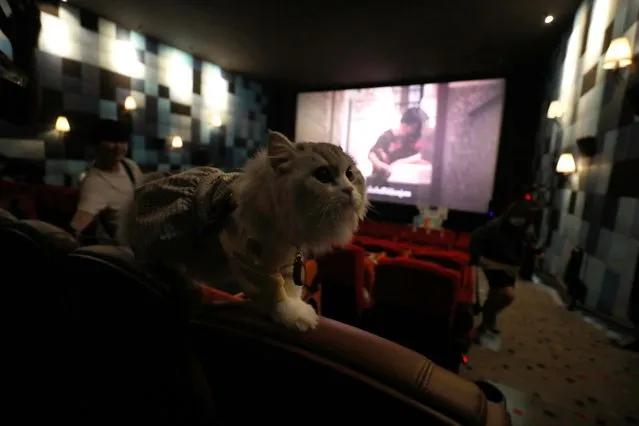 A cat walks on a chair inside a movie theatre during the opening day of the pet friendly theatre “i-Tail Pet Cinema” at Mega Cineplex in Samut Prakan province, Thailand, 10 June 2023. (Photo by Narong Sangnak/EPA)